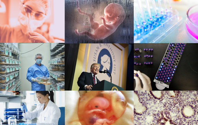 Center Image of Fetal Tissue Research